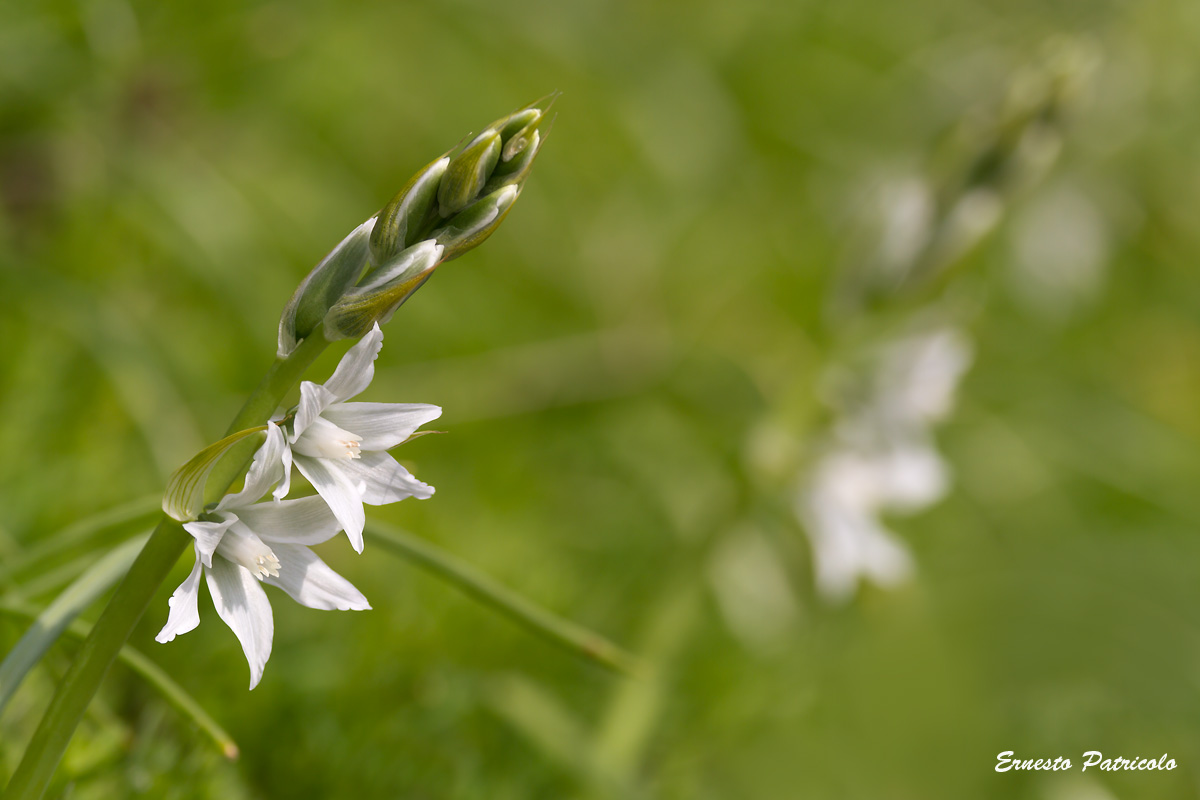 Honorius nutans  (=Ornithogalum nutans)